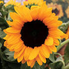Scholarly Sunflowers 