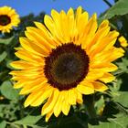 Sunflower Pixels