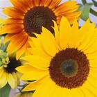 Sunflower Sales