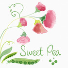 sweet pea teaching